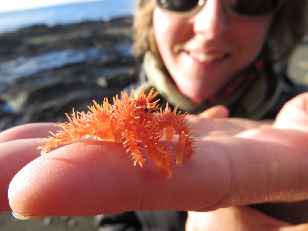 friendly crab